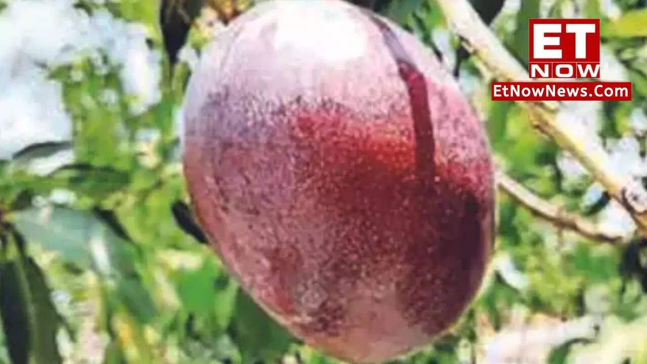 The King of Fruits! Most expensive mango varieties found in India ET