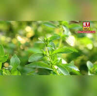 agriculture news by doing stevia ki kheti you will definitely get huge