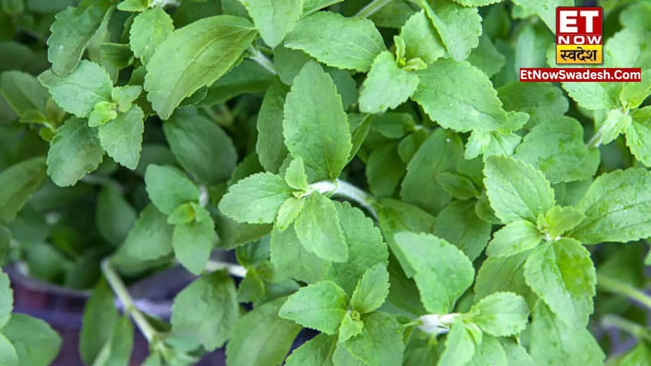agriculture news by doing stevia ki kheti you will definitely get huge