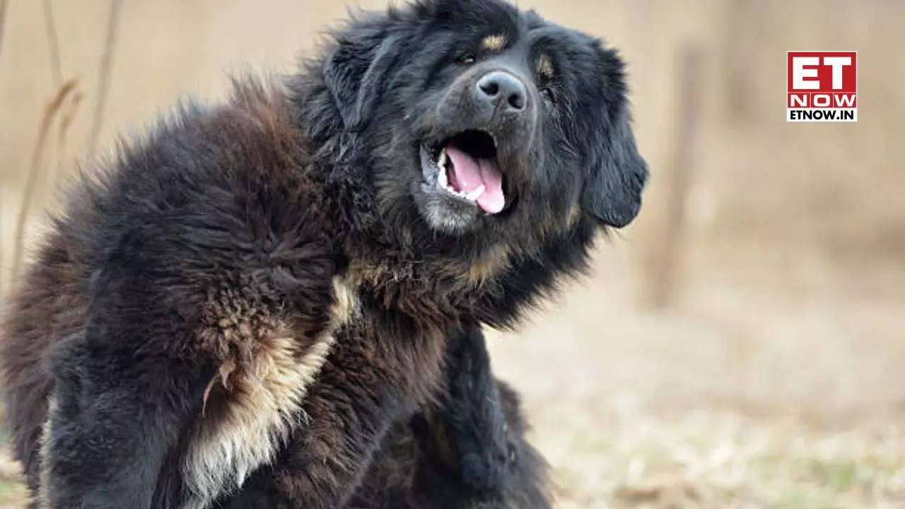 strongTibetan Mastiffstrong