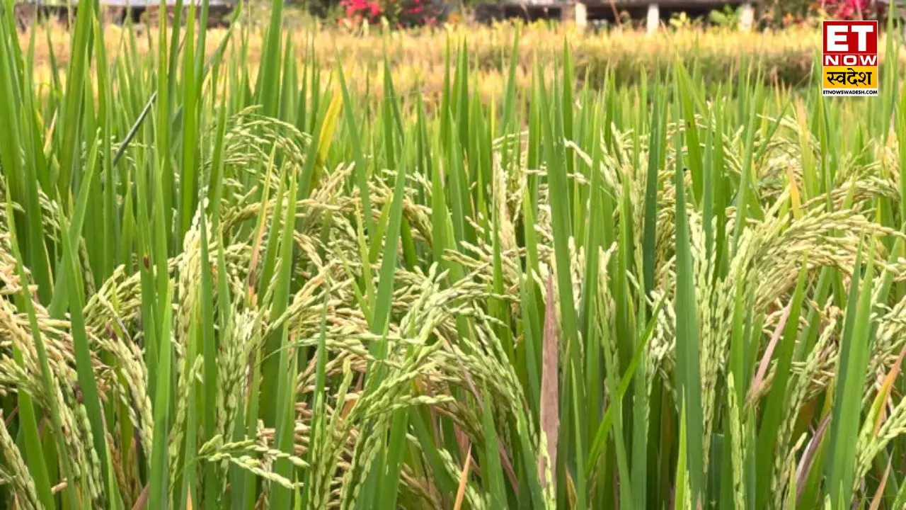 Basmati Rice            