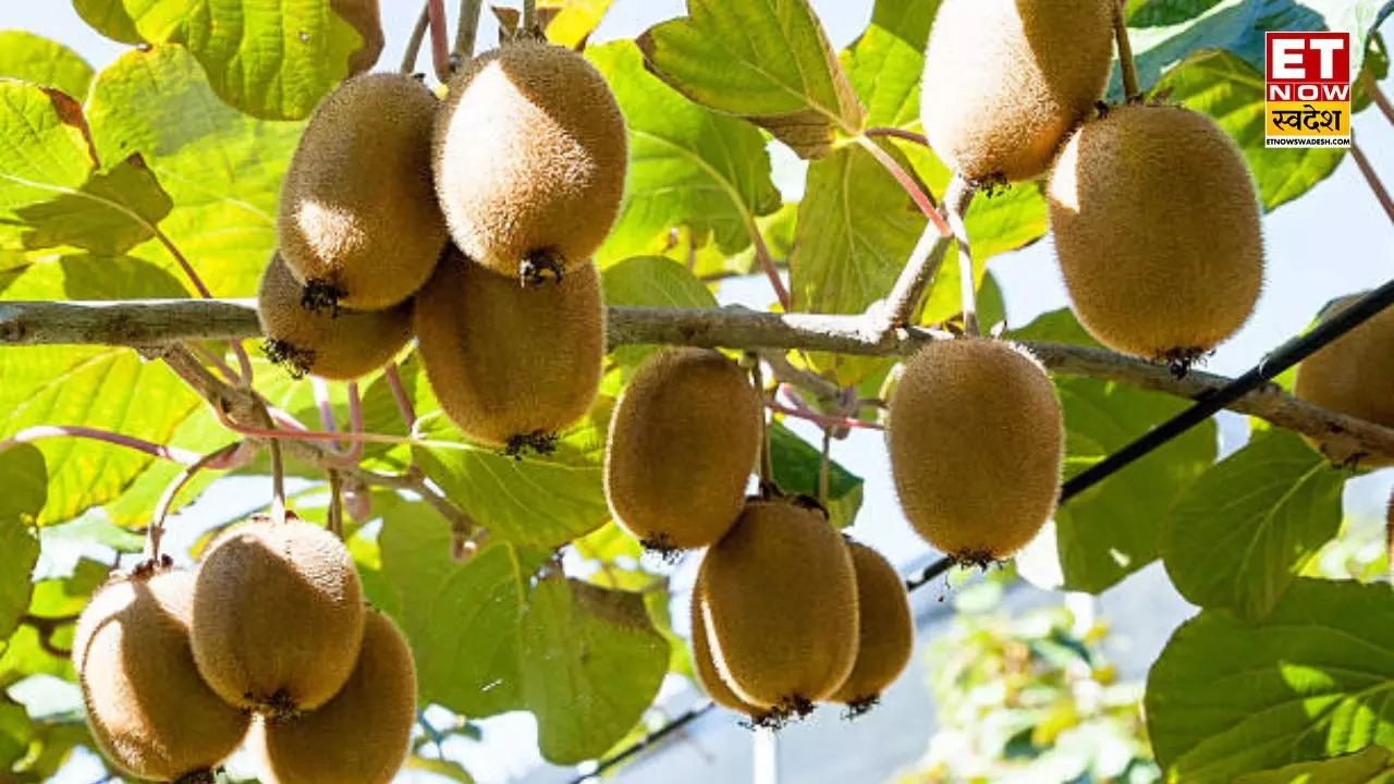 Kiwi Cultivation        