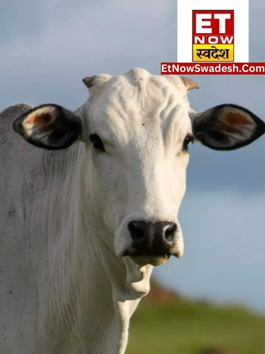 World's Most Expensive Cow: दुनिया की सबसे महंगी गाय! भारत से कनेक्शन 