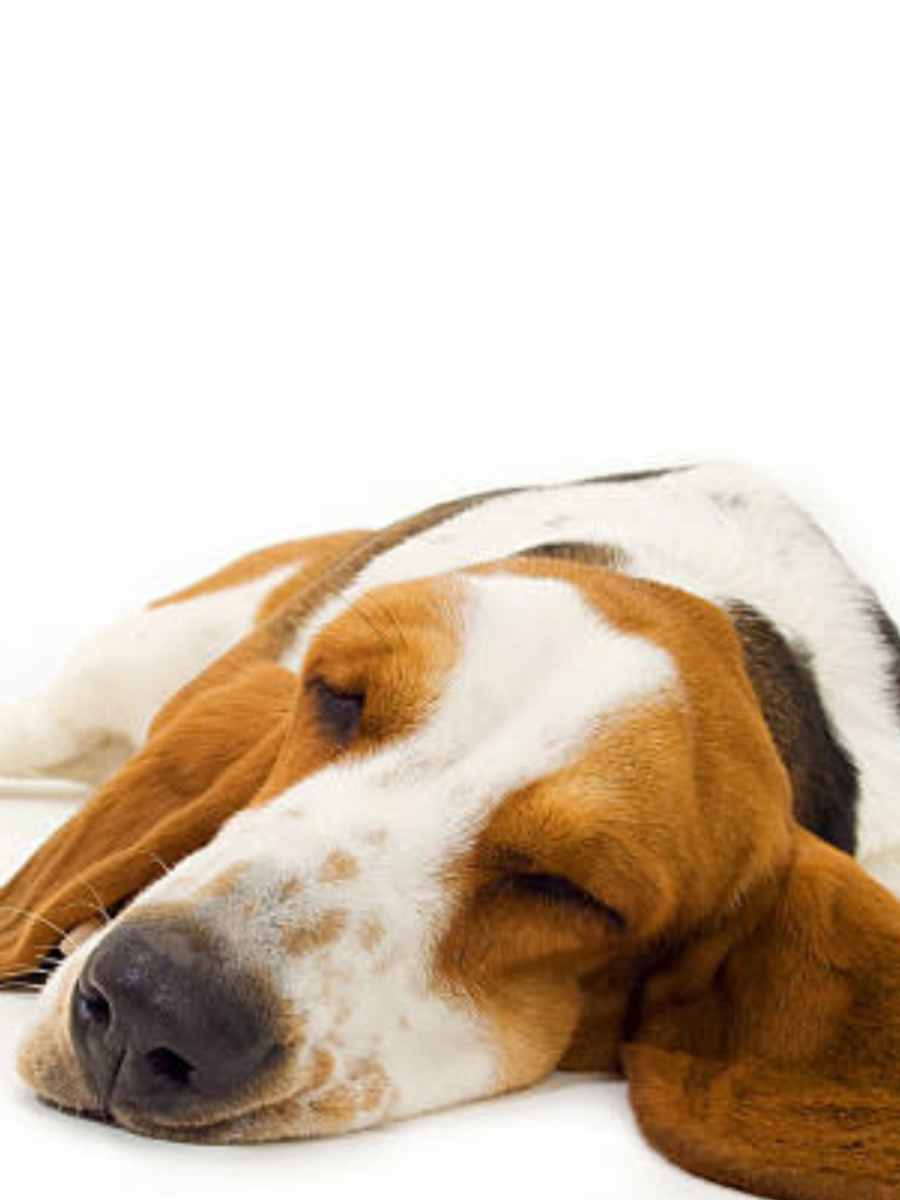 canine-canine-not-8-things-pet-insurance-in-india-does-not-cover