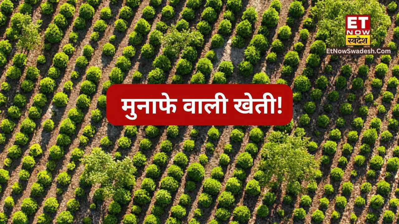 Asafoetida Cultivation तगड़ी कमाई कराने वाली खेती! जानें इसके बारे में