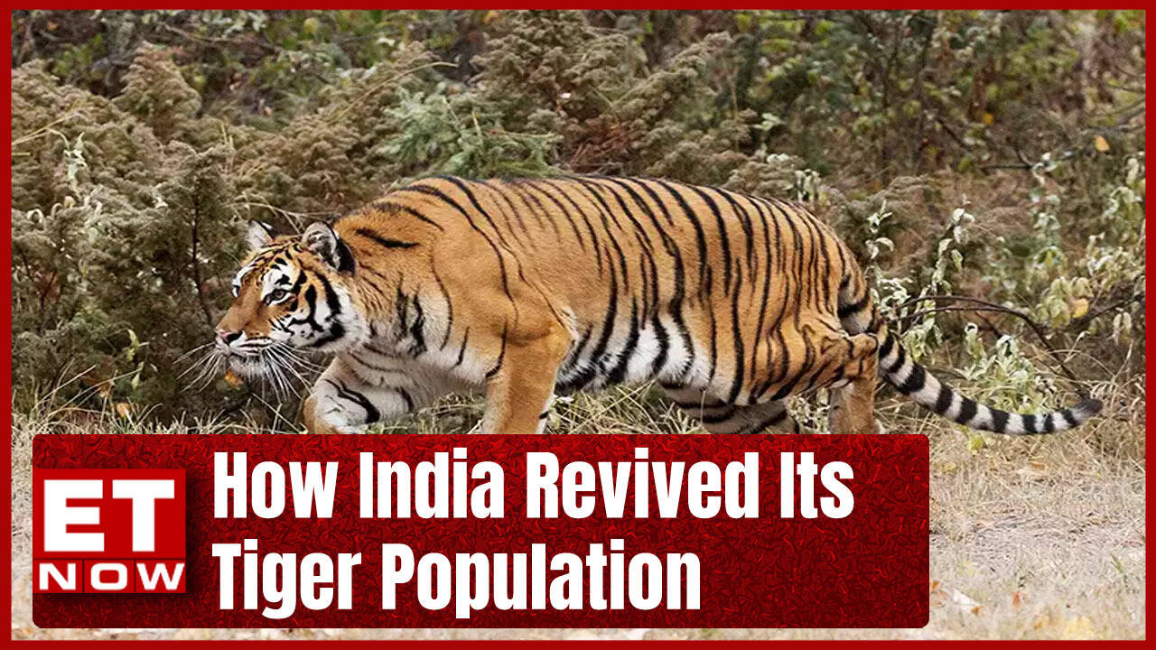 Explained: How India Revived Its Tiger Population | ET Now Explainer